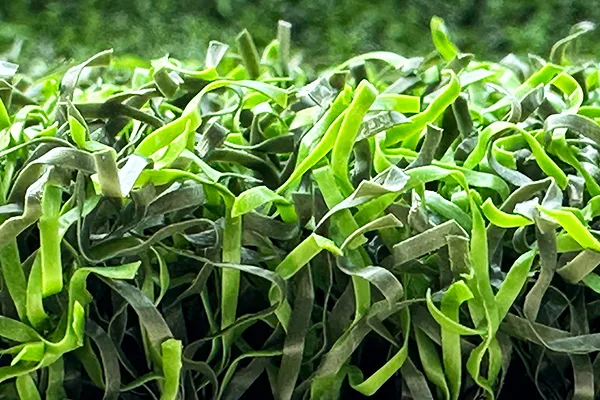 Césped sintético sin relleno para greens de golf